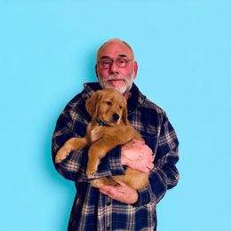 Golden Retriever Puppies from Studley Hill Goldens, LLC.