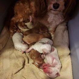 Maltipoo Puppies from Junes Maltipoos