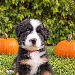 Onyx - Black tri-color male Australian Shepherd puppy in Riverside, California from Aus Cal (Aussies of soCal)