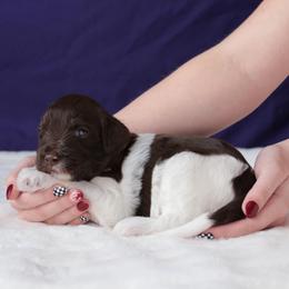 Lambo (Lamborghini) - Brown and white male Aussiedoodle puppy in Springfield, Missouri from Aspen River Doodles