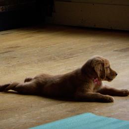 Golden Retriever Puppies from Northern Lights Goldens