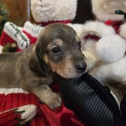 Wild Boar - Wild boar and cream female Dachshund puppy in Great Falls, Montana from Green Dragon Kennel