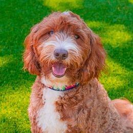 Cruze man - Goldendoodle