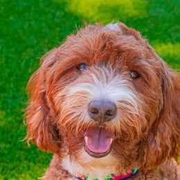 Cruze man - Goldendoodle