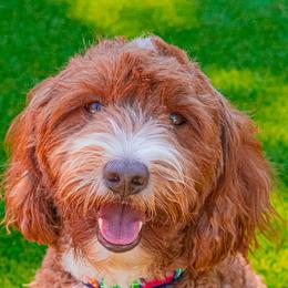 Cruze man - Goldendoodle