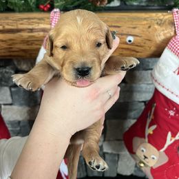Blue - Golden male Golden Retriever puppy in La Salle County, Illinois from UpSouth Golden Retrievers