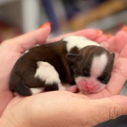 Duchess - Sable and white female Shih Tzu puppy in Fair Grove, Missouri from Hilltop Shih Tzus