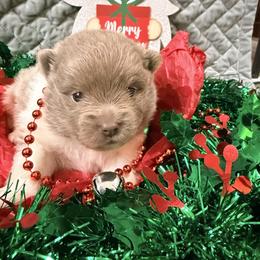 Wintergreen - Lavender male Pomeranian puppy in Clarksville, Tennessee from Bee Mine Maltipoos and Pomeranians