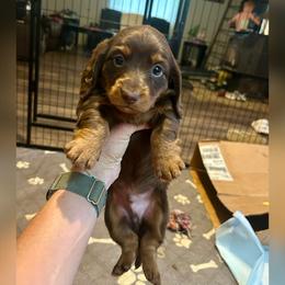 Hershey - Chocolate and tan male Dachshund puppy in Louisa, Kentucky from Mini Doxies of Eastern KY