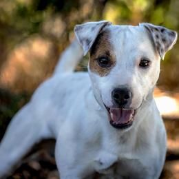 Sampson - Jack Russell Terrier