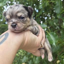 Aegon (AKC) - Merle male Chihuahua puppy in Silver Summit, Utah from Snow Peak Kennel