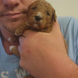 Abigail - Red  female Poodle puppy in San Tan Valley, Arizona from Desert Storm Poodles