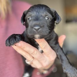 Miniature Schnauzer Puppies from Dishman's Miniature Schnauzers