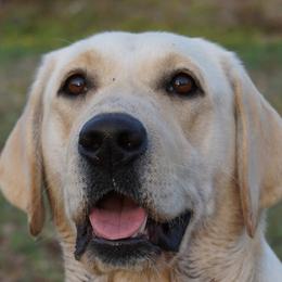 Labrador Retrievers from Duck River Labradors
