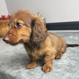 Demetri - Red male Dachshund puppy in Gilbertsville, Kentucky from DeLaunes Dachshunds