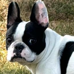 Peony - French Bulldog