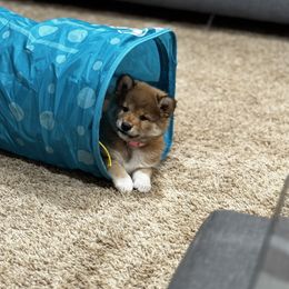 Shiba Inu Puppies from H & J Shiba Inu’s