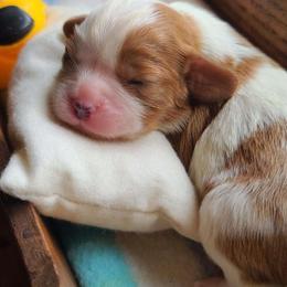 Piccalilli - Blenheim female Cavalier King Charles Spaniel puppy in Winthrop, New York from McMahon's Cavalier King Charles Spaniels