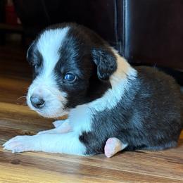 Classy girl - Black and white female Border Collie puppy in Fairview, Tennessee from Hoffman Forest Acres LLC