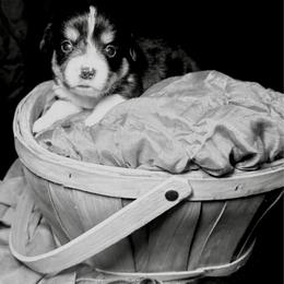 Drizella - White and black female Pembroke Welsh Corgi puppy in Valley, Washington from Corgis of the Mountain Valley