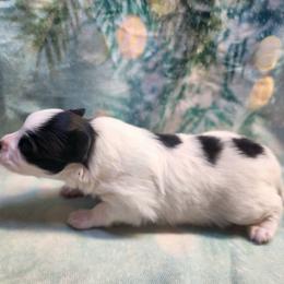 Boy 2 - Black and white male Companion Cross puppy in Davenport, Washington from Lovely Ladies and Little Asses Miniature Equines (L3A Pomeranians & Papillons)