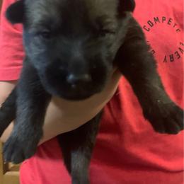 Male 6 - Sable male German Shepherd puppy in Effingham County, Illinois from Delaney Working Dogs