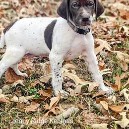 German Shorthaired Pointer Puppies from Jenny Ridge Kennels