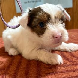 Boy 1 - Parti male Yorkshire Terrier puppy in Bear Creek, North Carolina from Yorkie Time