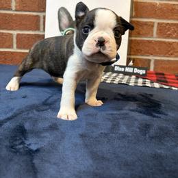 Boy 2 - Black brindle and white male Boston Terrier puppy in Conyers, Georgia from Dixe Hill Dogs