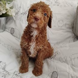 Brianna - Apricot female Poodle puppy in Calhoun, Georgia from Johnson Kennels