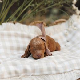 Navy collar boy - Red  male Goldendoodle puppy in Spokane, Washington from Beloved_doodles_WA