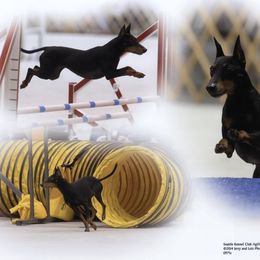 Manchester Terrier All Grown Up from JetCity Manchester Terriers
