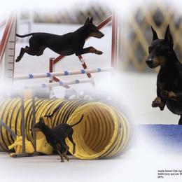 Manchester Terrier All Grown Up from JetCity Manchester Terriers