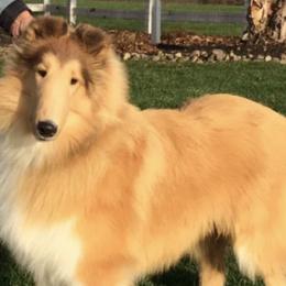 Collies from Wyndham collies