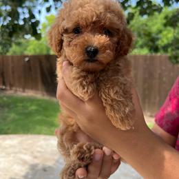 Mocha - Apricot female Poodle puppy in Fort Worth, Texas from Mama's Adorable Poodles