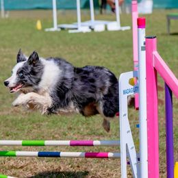 Simurgh - Border Collie