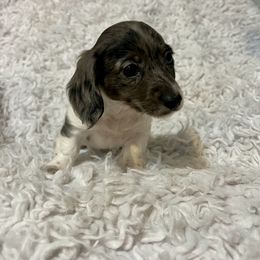 Dachshund Puppies from Doxies with Moxie