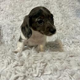 Dachshund Puppies from Doxies with Moxie