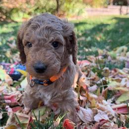 Matilda - Apricot female Goldendoodle puppy in Fort Collins, Colorado from Fenna’s Goldendoodles