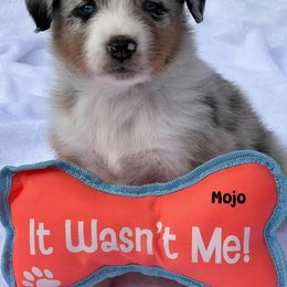 Mojo - Blue merle male Australian Shepherd puppy in Magee, Mississippi from Paint ByNumbers Ranch