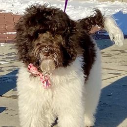 Harper - Australian Labradoodle
