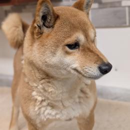 Petra - Shiba Inu
