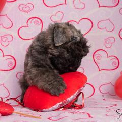 Bouvier des Flandres Puppies from Julie Smith