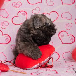 Bouvier des Flandres Puppies from Julie Smith