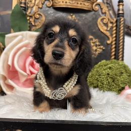 Lillian - Black and cream female Dachshund puppy in Collins, Georgia from Liberty Longhair Dachshunds