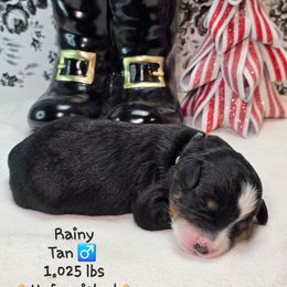 Tan - Tri-color male Bernedoodle puppy in Rockledge, Florida from Stormie's Doodles