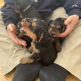 Welsh Terrier Puppies from Snow Dragon Welsh Terriers