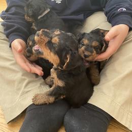 Welsh Terrier Puppies from Snow Dragon Welsh Terriers
