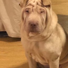 Chinese Shar-Pei from S. Suede Shar Pei