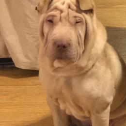Chinese Shar-Pei from S. Suede Shar Pei